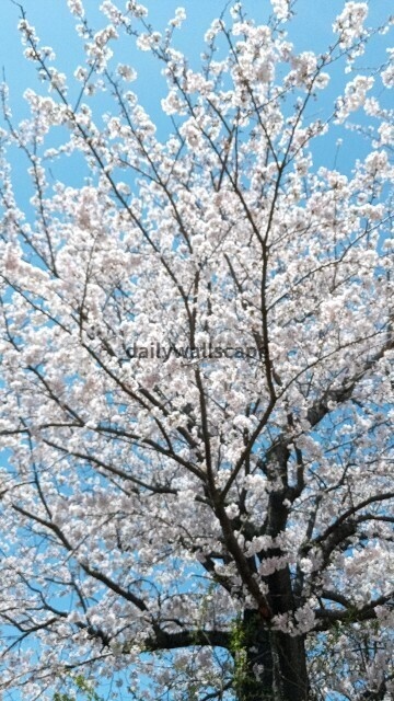 Japan Scenery Wallpaper Set Vol.1(日本風景スマホ壁紙セット)|無料スマホ壁紙
