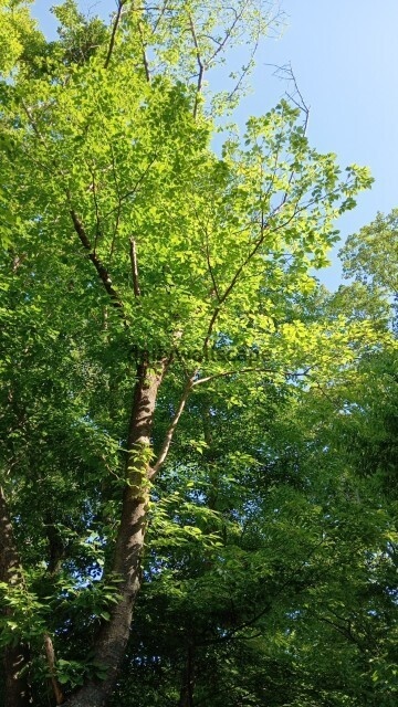 Green Scenery Wallpaper Set Vol.2（緑の風景スマホ壁紙セット）