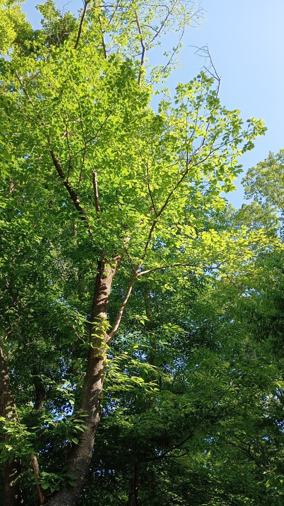 Green Scenery Wallpaper Set Vol.2（緑の風景スマホ壁紙セット）
