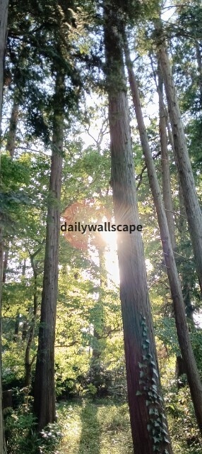 Light In The Forest｜スマホ壁紙｜自然風景