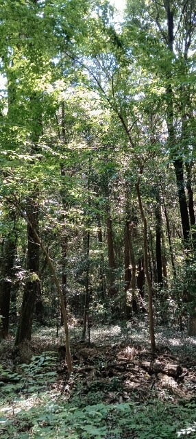 DeepForest|深い森|スマホ壁紙|自然風景