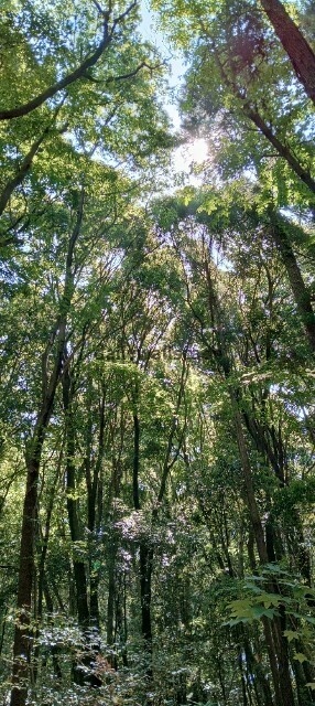DeepForest|深い森|スマホ壁紙|自然風景