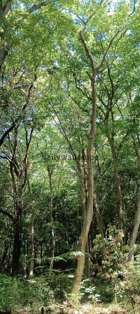 DeepForest|深い森|スマホ壁紙|自然風景