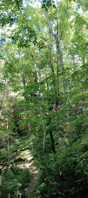 DeepForest|深い森|スマホ壁紙|自然風景