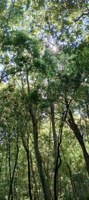 DeepForest|深い森|スマホ壁紙|自然風景