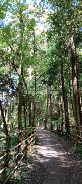 ForestTrail|森の小道|スマホ壁紙|自然風景