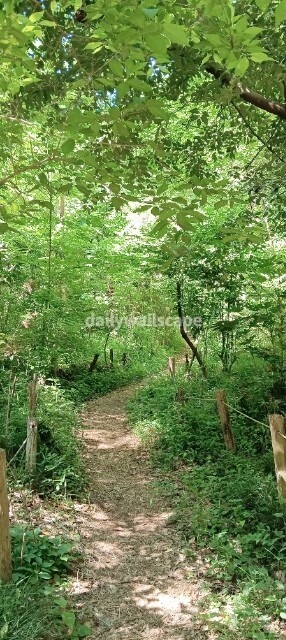 ForestTrail｜森の小道｜スマホ壁紙｜自然風景