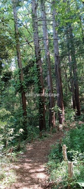 ForestTrail|森の小道|スマホ壁紙|自然風景