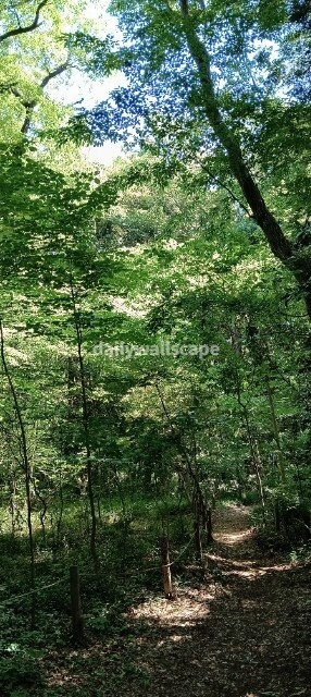Free|Park|公園の風景|無料スマホ壁紙|自然風景