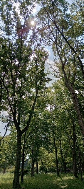 【Vivid Forest Green|森の鮮やかな緑】|スマホ壁紙|自然風景