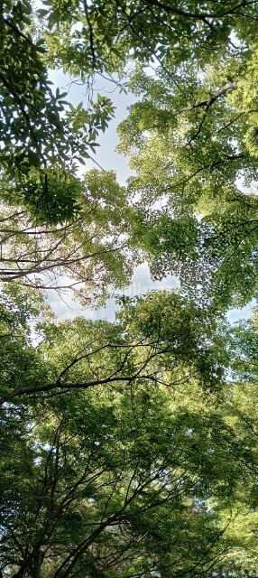 【Vivid Forest Green|森の鮮やかな緑】|スマホ壁紙|自然風景