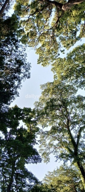 Light Forest|光に包まれる森|スマホ壁紙|自然風景