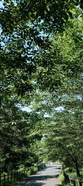 Light Forest|光に包まれる森|スマホ壁紙|自然風景