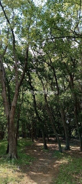 Light Forest|光に包まれる森|スマホ壁紙|自然風景