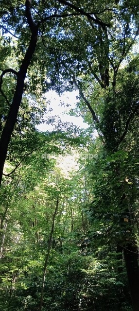 Light Forest|光に包まれる森|スマホ壁紙|自然風景