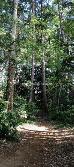 Light Forest|光に包まれる森|スマホ壁紙|自然風景