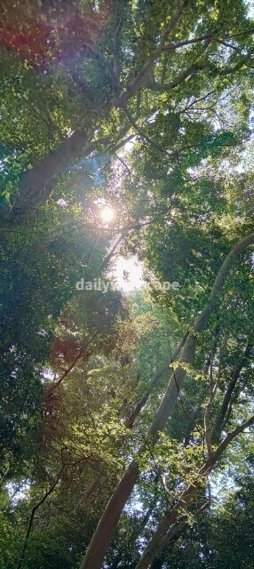 Free|Morning Forest|朝の森|無料スマホ壁紙|自然風景