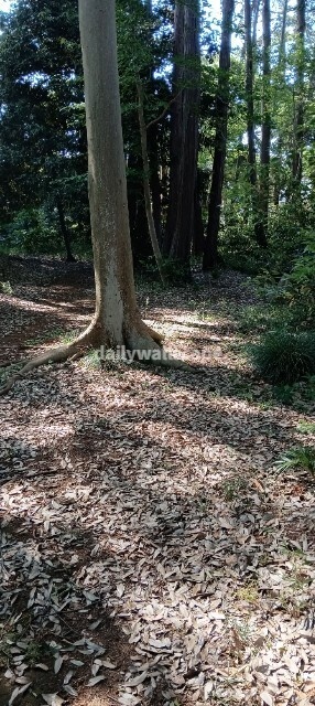 Free|Morning Forest|朝の森|無料スマホ壁紙|自然風景