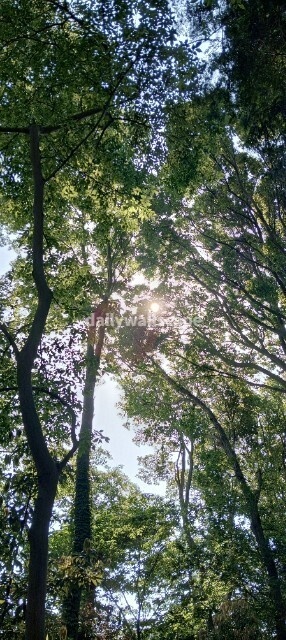 Free|Morning Forest|朝の森|無料スマホ壁紙|自然風景