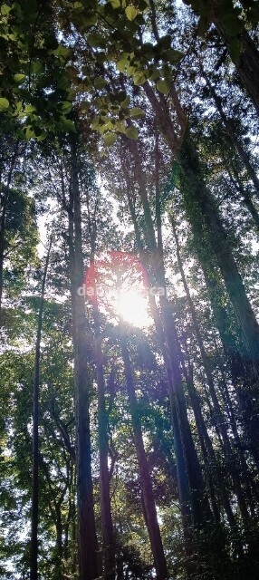 Free|Morning Forest|朝の森|無料スマホ壁紙|自然風景