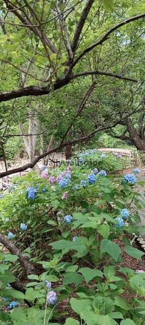 【Early Summer Park Walk｜初夏の公園散歩】
