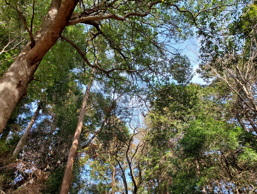 【背景52枚】山道の写真素材|Mountain Road