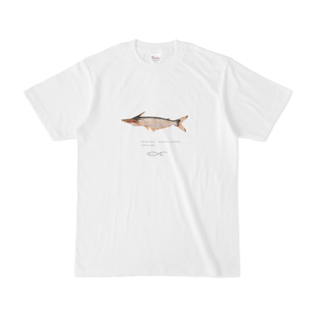 Osakanacraft T-shirt Ageneiosus Ageneiosus ucayalensis