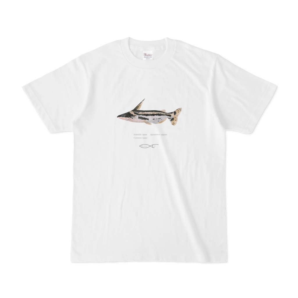 T-shirt Ageneiosus Ageneiosus vittatus