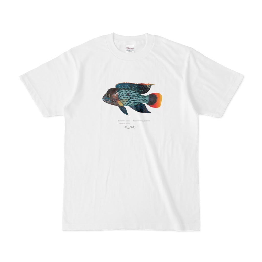 T-shirt Cichlid South American Andinoacara rivulatus