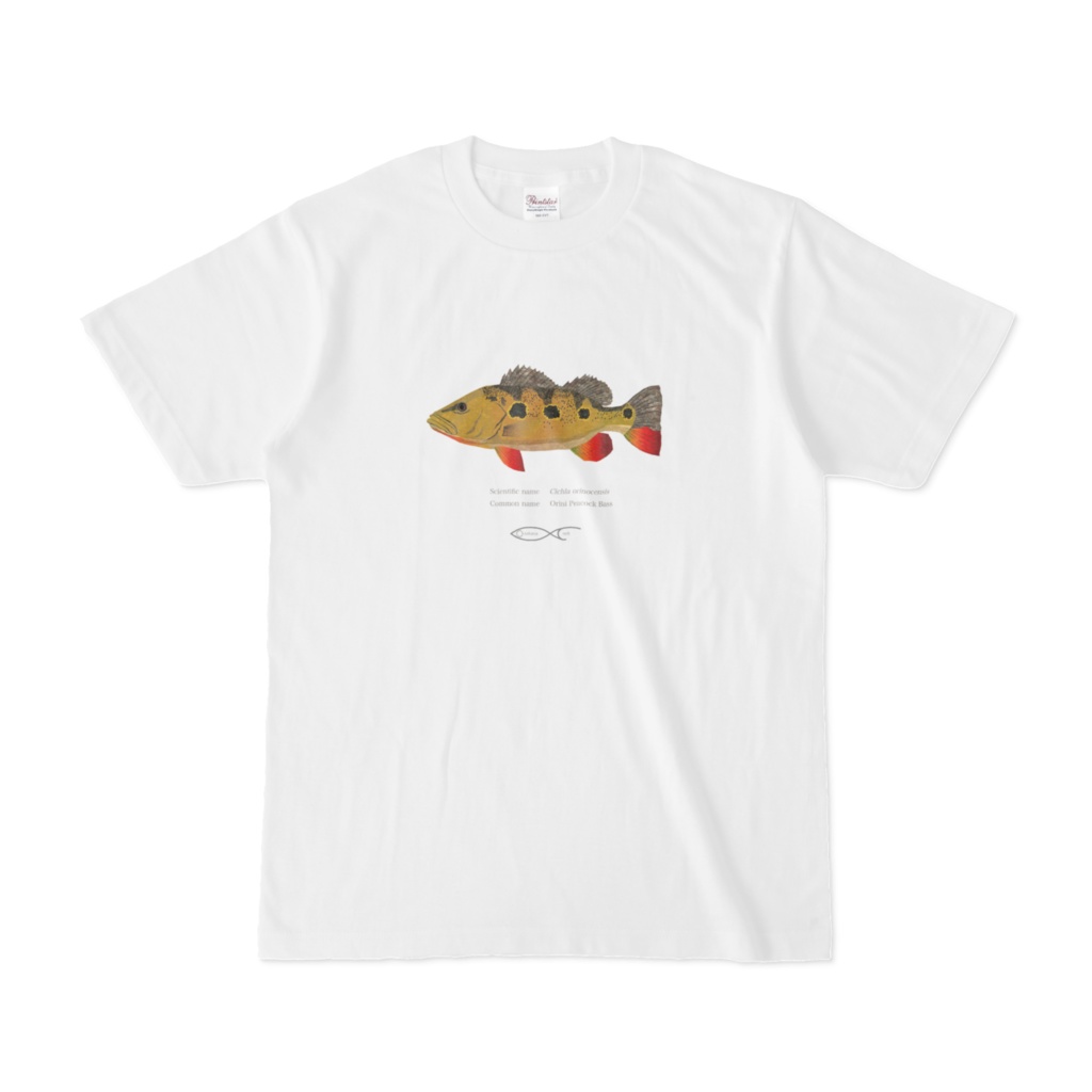 T-shirt Cichlid South American  Cichla orinocensis(Orini Peacock Bass) 