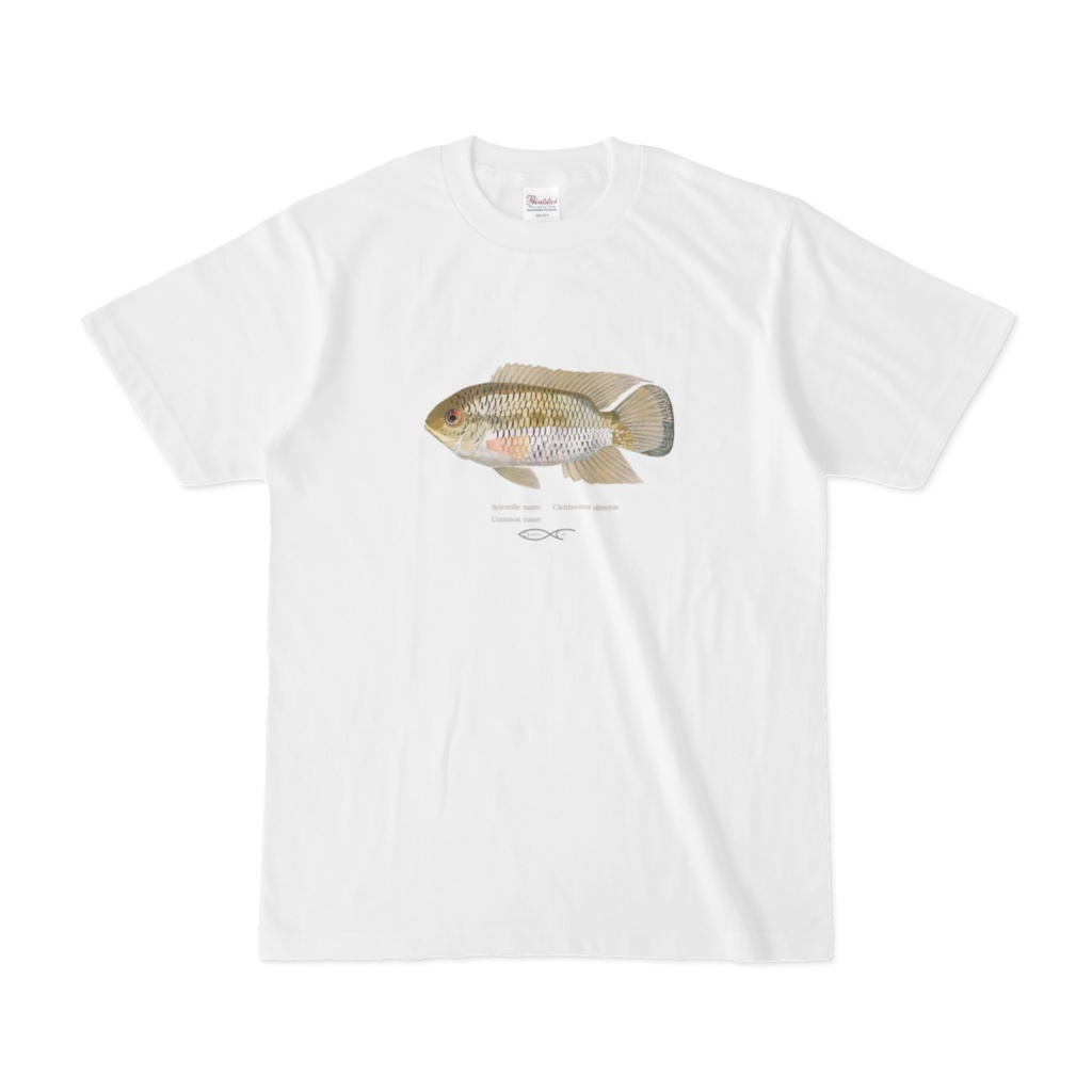 T-shirt Cichlid South American Cichlasoma dimerus