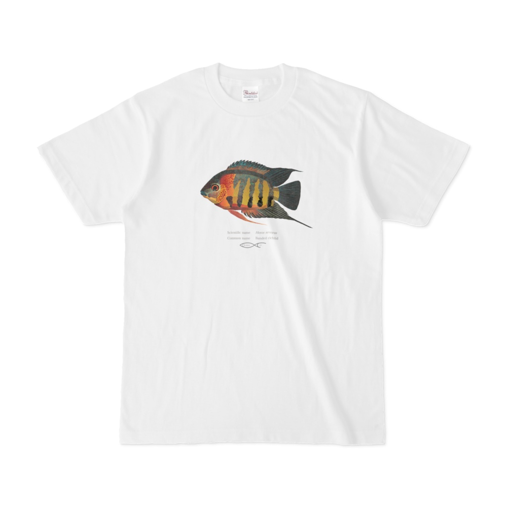 T-shirt Cichlid South American Heros severus（Banded cichlid）