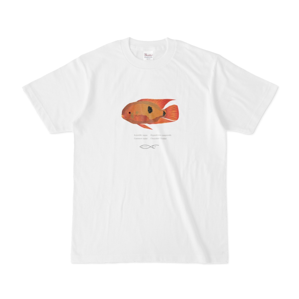 T-shirt Cichlid South American Hypselecara temporalis（Chocolate Cichlid）