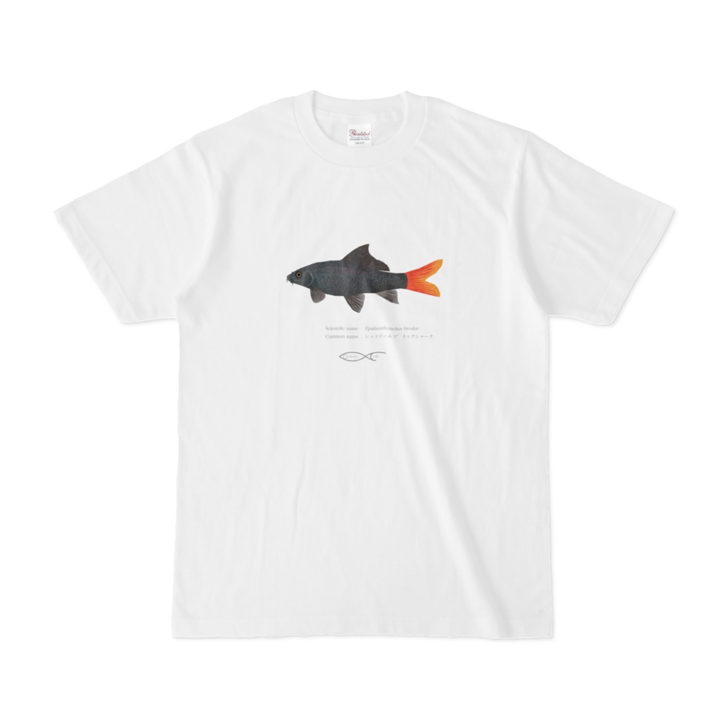 T-shirt Crypriniforms Epalzeorhynchos bicolor