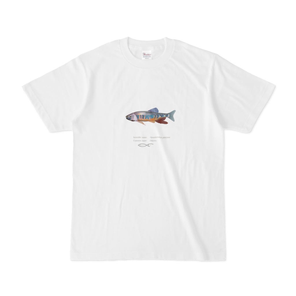 T-shirt Crypriniforms Opsariichthys platypus(Oikawa) 