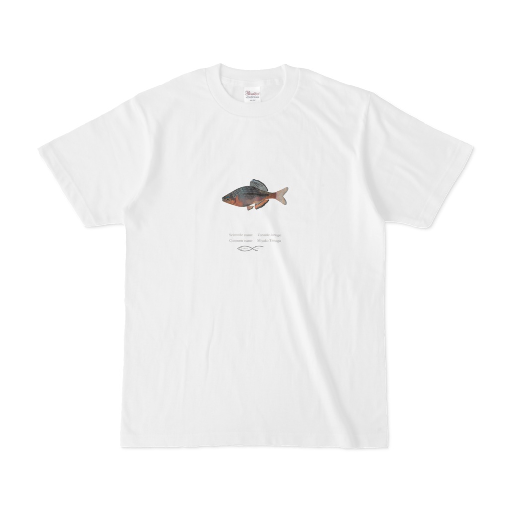 T-shirt Crypriniforms Tanakia tanago(Miyakotanago)