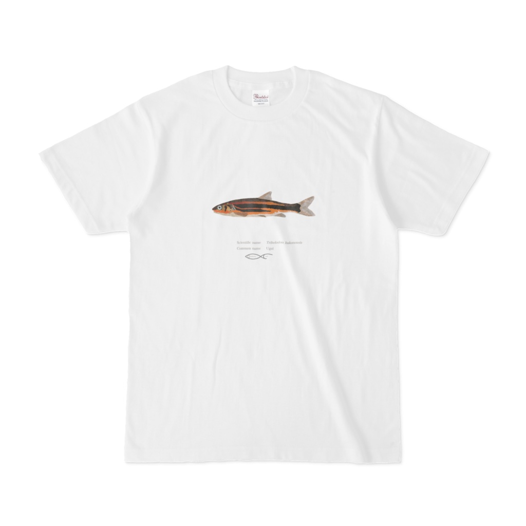 T-shirt Crypriniforms Tribolodon hakonensis(Ugui) 