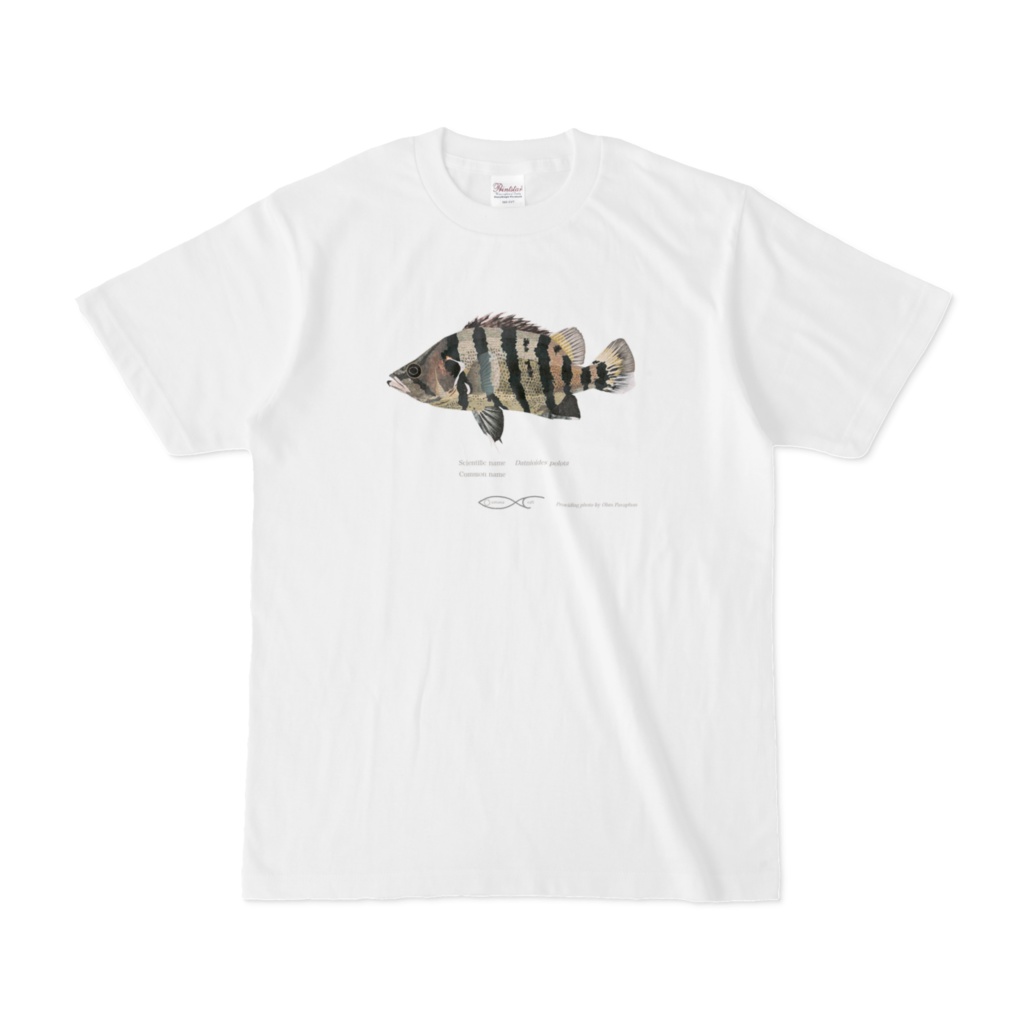 T-shirt Datnioides Datnioides polota