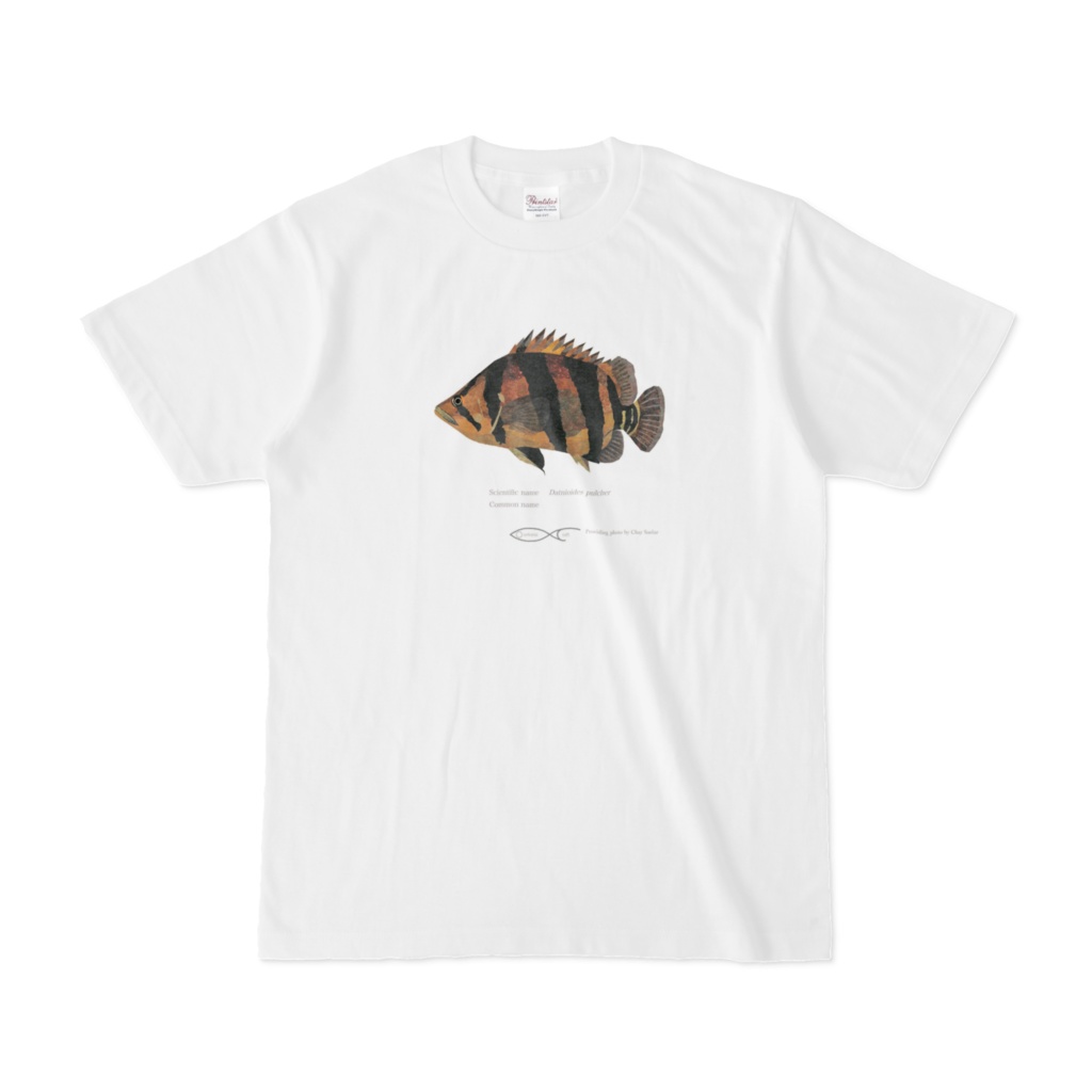 T-shirt Datnioides Datnioides pulcher