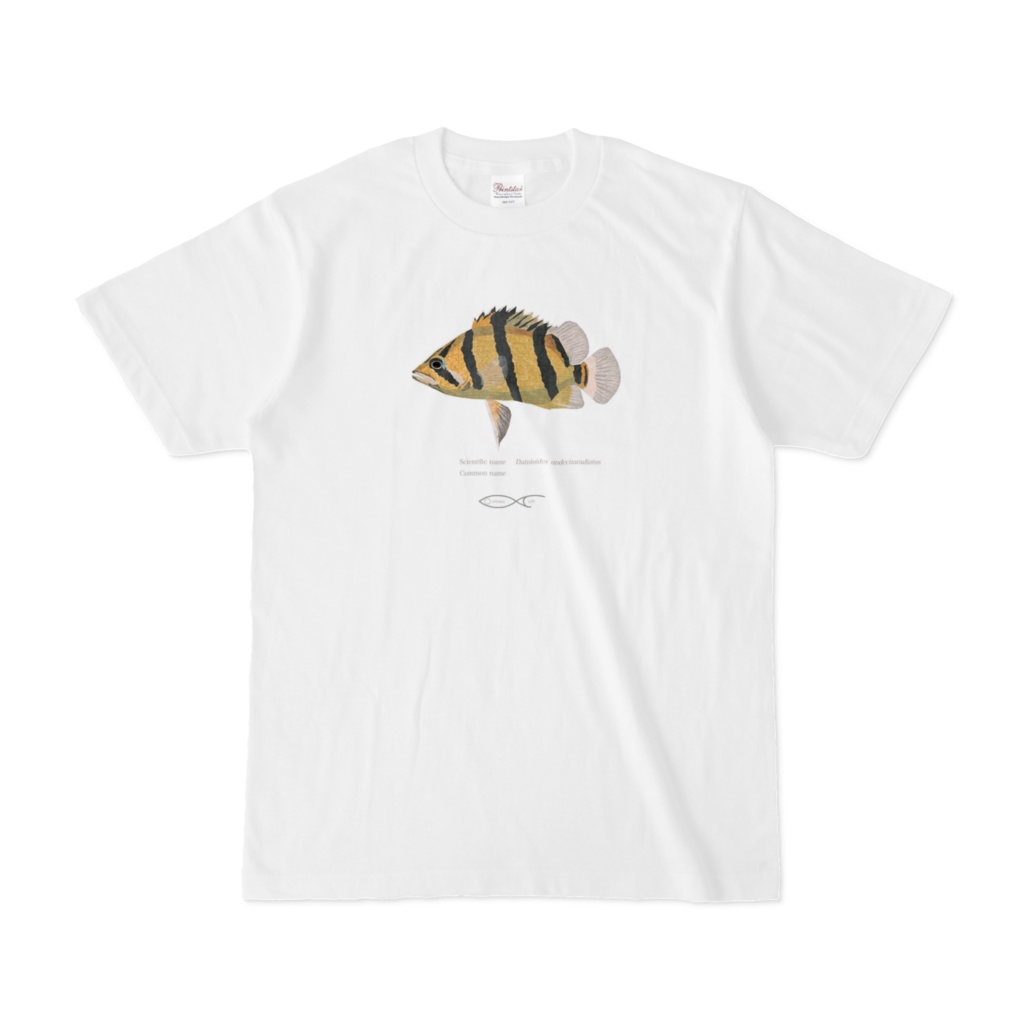 T-shirt Datnioides Datnioides undecimradiatus