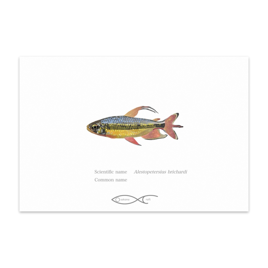Osakanacraft Postcard African Tetra Alestopetersius brichardi