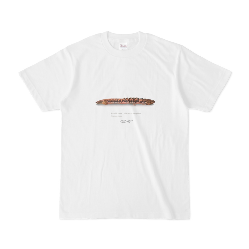 Osakanacraft T-shirt Polypterus Polypterus polli.jpg