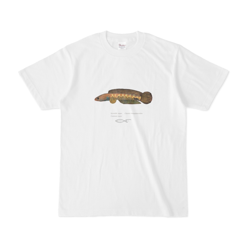 Osakanacraft T-shirt Snakehead Channa aurantimaculata