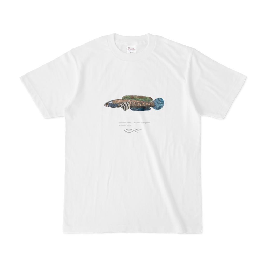Osakanacraft T-shirt Snakehead Channa ornatipinnis