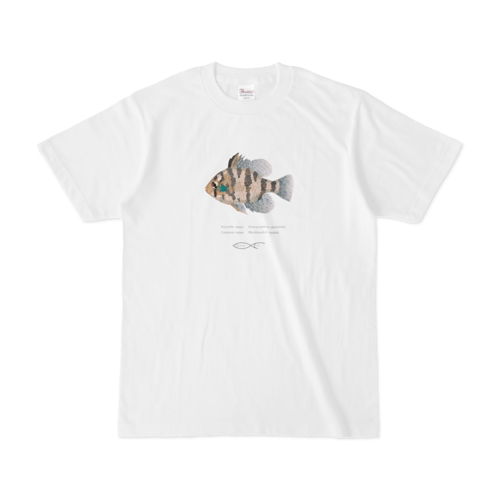 Osakanacraft T-shirt Sunfish Enneacanthus chaetodon（Blackbanded sunfish）