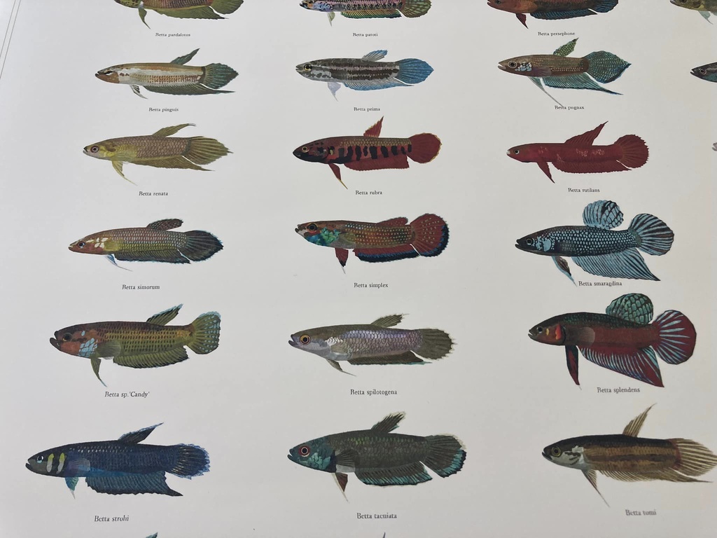 Osakanacraft A1 Drawing Poster Betta Wild