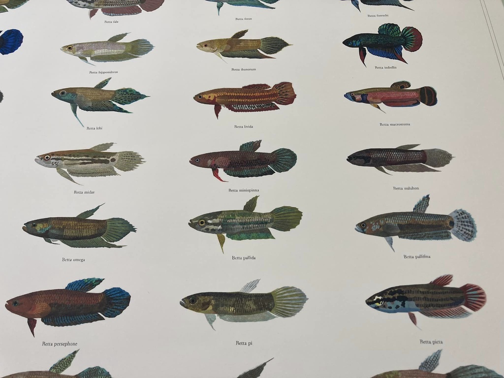 Osakanacraft A1 Drawing Poster Betta Wild