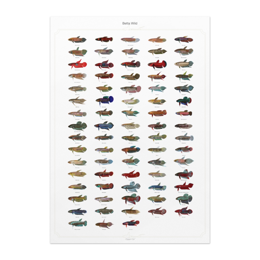 Osakanacraft A1 Drawing Poster Betta Wild