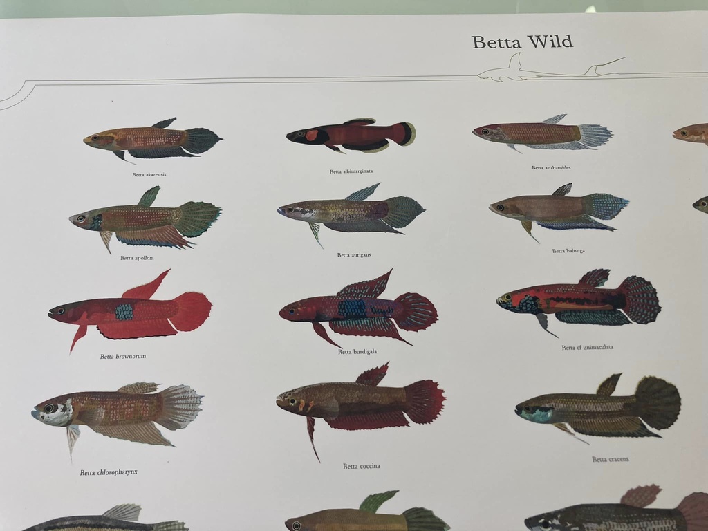 Osakanacraft A1 Drawing Poster Betta Wild