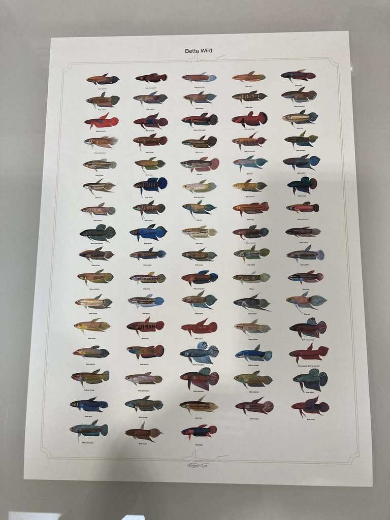 Osakanacraft A1 Drawing Poster Betta Wild